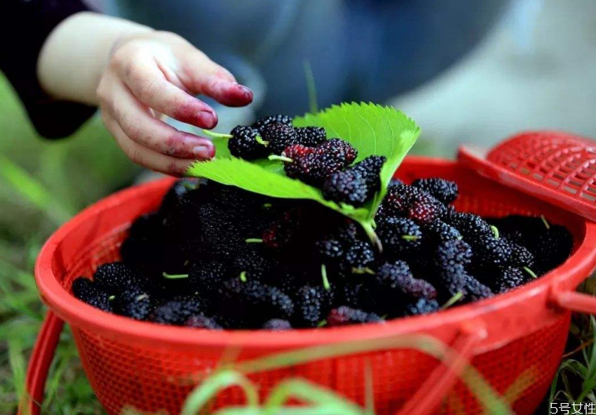 桑葚有蟲(chóng)能泡酒嗎 桑葚泡酒可以天天喝嗎