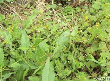 野葛菜的功效與作用 葛菜煲生魚的功效 野葛菜的功效與作用 葛菜煲生魚的功效