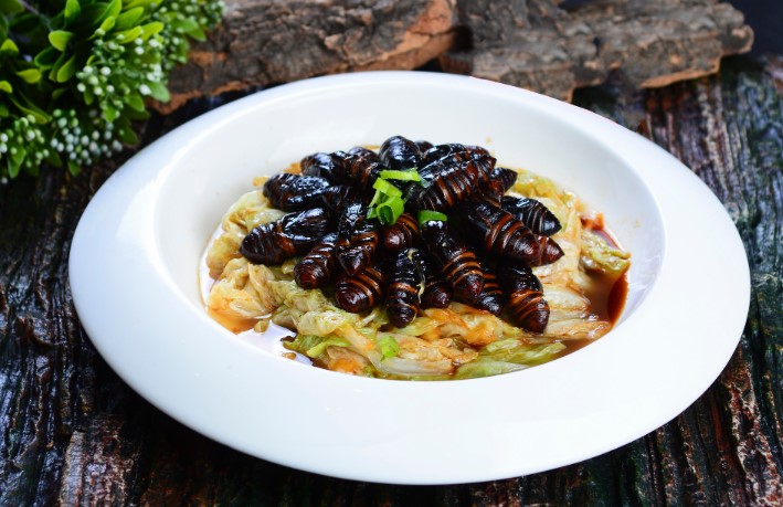 蠶蛹哪個(gè)不能吃 蠶蛹吃多了有什么副作用