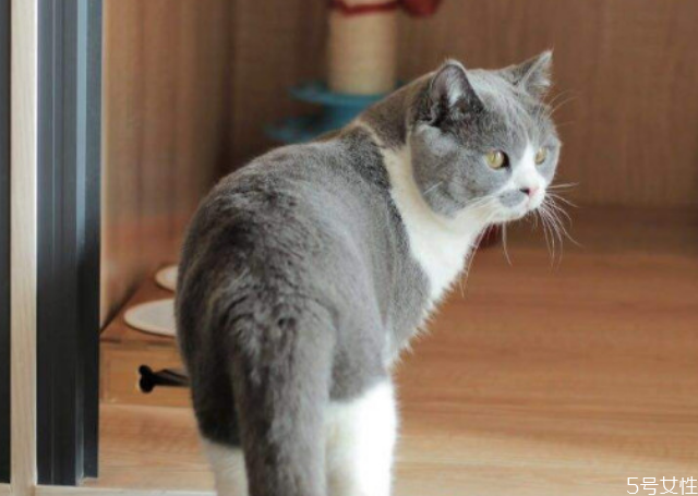 養(yǎng)公貓好還是母貓好 新手養(yǎng)公貓還是母貓 養(yǎng)公貓好還是母貓好 新手養(yǎng)公貓還是母貓