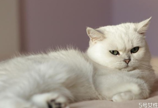 養(yǎng)公貓好還是母貓好 新手養(yǎng)公貓還是母貓 養(yǎng)公貓好還是母貓好 新手養(yǎng)公貓還是母貓