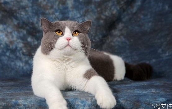 養(yǎng)哪種貓比較好 養(yǎng)貓不要養(yǎng)下面5種貓 養(yǎng)哪種貓比較好 養(yǎng)貓不要養(yǎng)下面5種貓