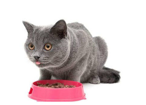 貓咪營(yíng)養(yǎng)餐怎么做 貓咪營(yíng)養(yǎng)餐如何搭配 貓咪營(yíng)養(yǎng)餐怎么做 貓咪營(yíng)養(yǎng)餐如何搭配