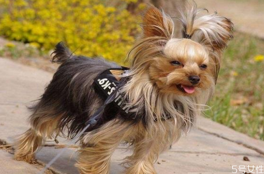 遛狗多長時(shí)間最合適 早上先遛狗還是先喂食