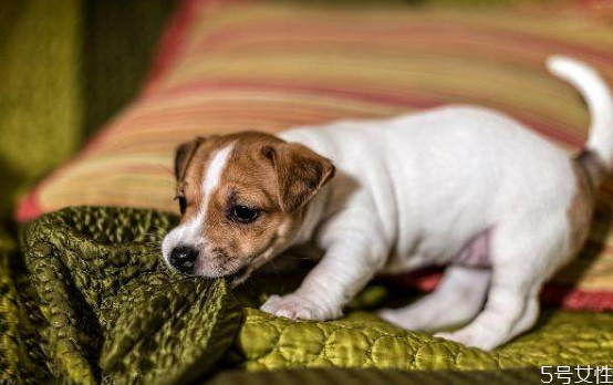 狗狗身上有跳蚤怎么處理 狗跳蚤在人身上能活嗎 狗狗身上有跳蚤怎么處理 狗跳蚤在人身上能活嗎