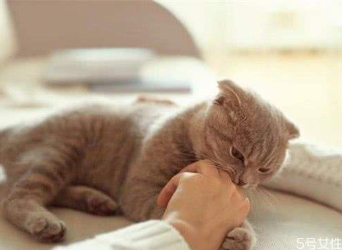 貓咪咬人代表什么 貓咬人下狠口怎么教育 貓咪咬人代表什么 貓咬人下狠口怎么教育