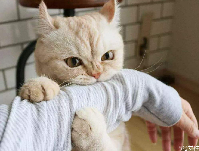 被貓抓了多久確認(rèn)沒(méi)事 被貓抓傷發(fā)病的前兆 被貓抓了多久確認(rèn)沒(méi)事 被貓抓傷發(fā)病的前兆