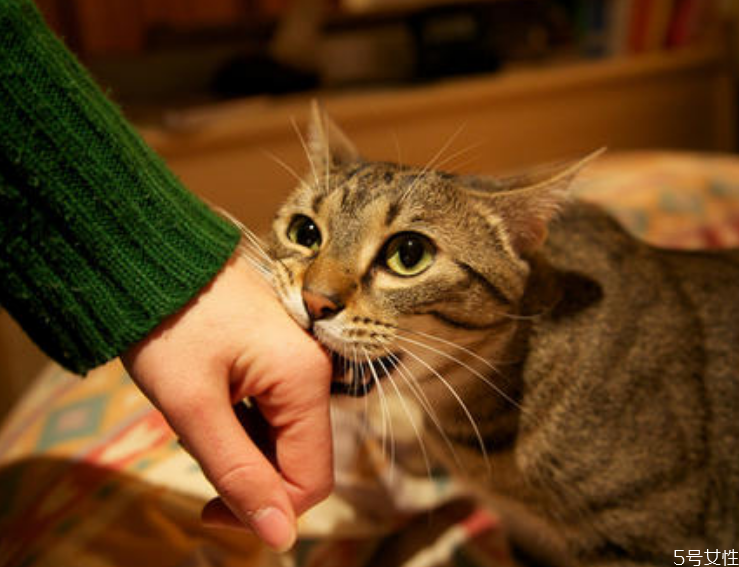 被貓抓了多久確認(rèn)沒(méi)事 被貓抓傷發(fā)病的前兆 被貓抓了多久確認(rèn)沒(méi)事 被貓抓傷發(fā)病的前兆