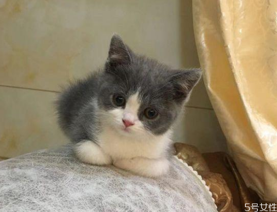 貓為什么會發(fā)出咕咕的聲音 幼貓老是發(fā)出馬達(dá)聲