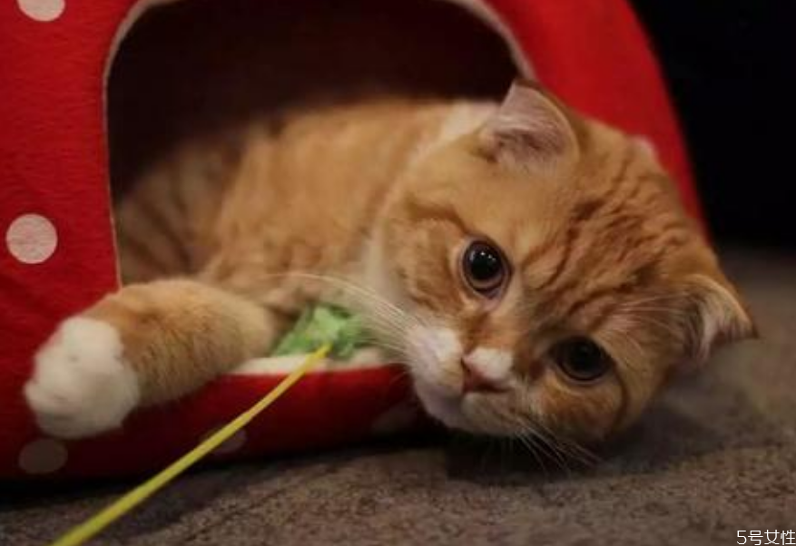 貓為什么會發(fā)出咕咕的聲音 幼貓老是發(fā)出馬達(dá)聲