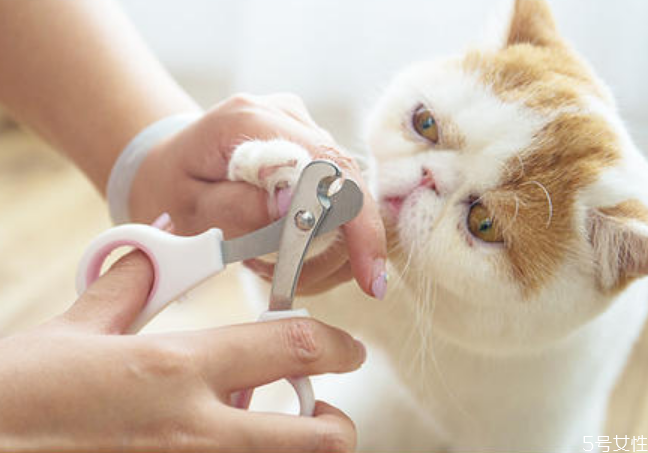 貓咪剪指甲剪出血了怎么辦 貓咪指甲出血會(huì)自愈嗎