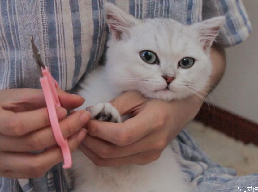 貓咪指甲多久剪一次 貓咪多大可以剪指甲 貓咪指甲多久剪一次 貓咪多大可以剪指甲