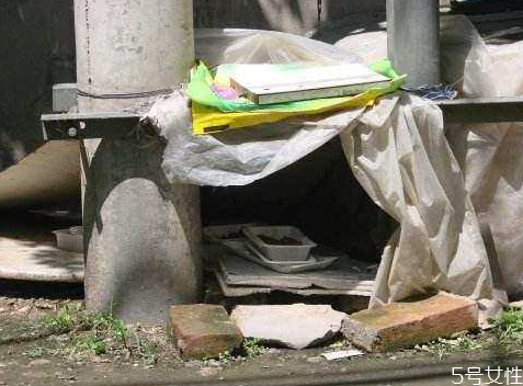 流浪貓冬天怎么過(guò)冬 怎么幫助流浪貓過(guò)冬 流浪貓冬天怎么過(guò)冬 怎么幫助流浪貓過(guò)冬