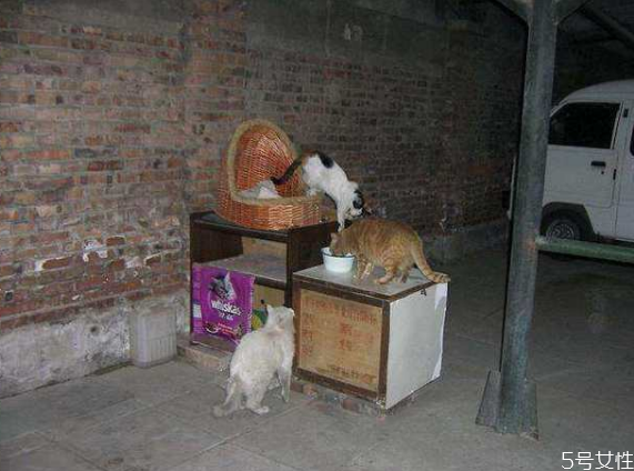 流浪貓冬天怎么過(guò)冬 怎么幫助流浪貓過(guò)冬 流浪貓冬天怎么過(guò)冬 怎么幫助流浪貓過(guò)冬