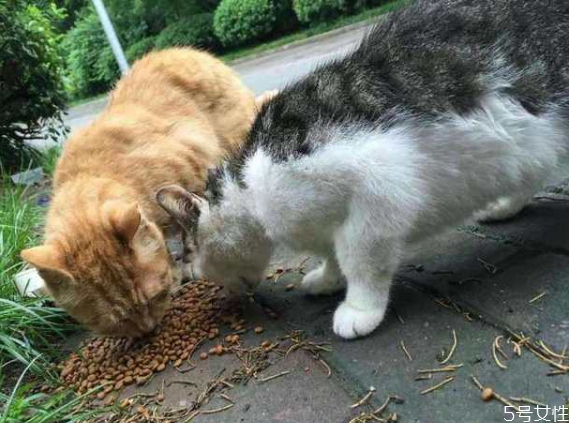 流浪貓冬天怎么過(guò)冬 怎么幫助流浪貓過(guò)冬 流浪貓冬天怎么過(guò)冬 怎么幫助流浪貓過(guò)冬