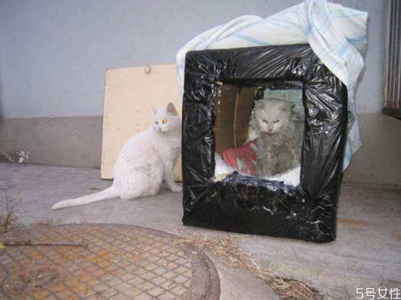 流浪貓冬天怎么過(guò)冬 怎么幫助流浪貓過(guò)冬 流浪貓冬天怎么過(guò)冬 怎么幫助流浪貓過(guò)冬