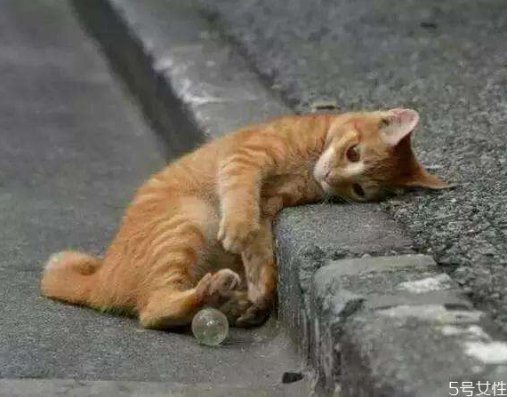 流浪貓冬天怎么過(guò)冬 怎么幫助流浪貓過(guò)冬 流浪貓冬天怎么過(guò)冬 怎么幫助流浪貓過(guò)冬