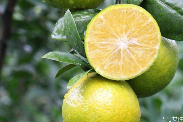 皇帝柑產(chǎn)地在哪里 皇帝柑是轉(zhuǎn)基因的嗎 皇帝柑產(chǎn)地在哪里 皇帝柑是轉(zhuǎn)基因的嗎