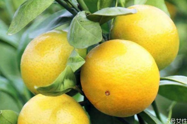 皇帝柑可以泡酒嗎 皇帝柑皮泡水喝的功效 皇帝柑可以泡酒嗎 皇帝柑皮泡水喝的功效