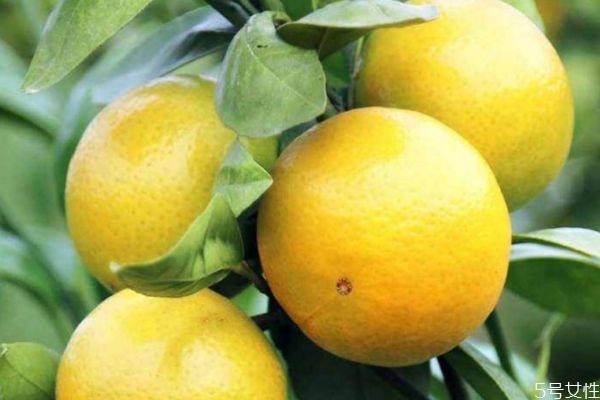皇帝柑產(chǎn)地在哪里 皇帝柑是轉(zhuǎn)基因的嗎 皇帝柑產(chǎn)地在哪里 皇帝柑是轉(zhuǎn)基因的嗎