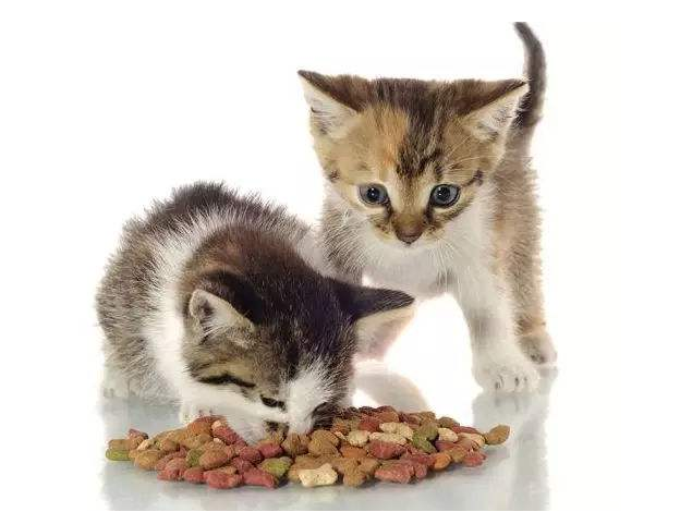 平價(jià)貓糧推薦 口碑比較好的國產(chǎn)貓糧 平價(jià)貓糧推薦 口碑比較好的國產(chǎn)貓糧