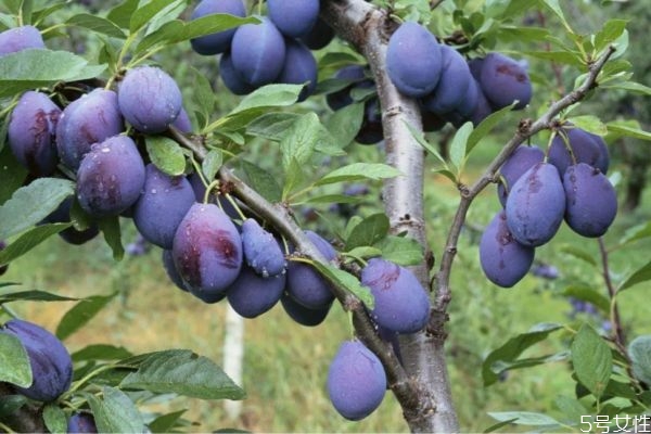 西梅一天吃幾個為宜 西梅應該早上還是晚上吃 西梅一天吃幾個為宜 西梅應該早上還是晚上吃