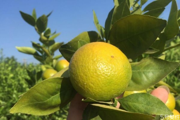 皇帝柑什么時候最好吃 皇帝柑和橙子的區(qū)別 皇帝柑什么時候最好吃 皇帝柑和橙子的區(qū)別