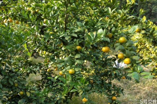 皇帝柑什么時候最好吃 皇帝柑和橙子的區(qū)別 皇帝柑什么時候最好吃 皇帝柑和橙子的區(qū)別