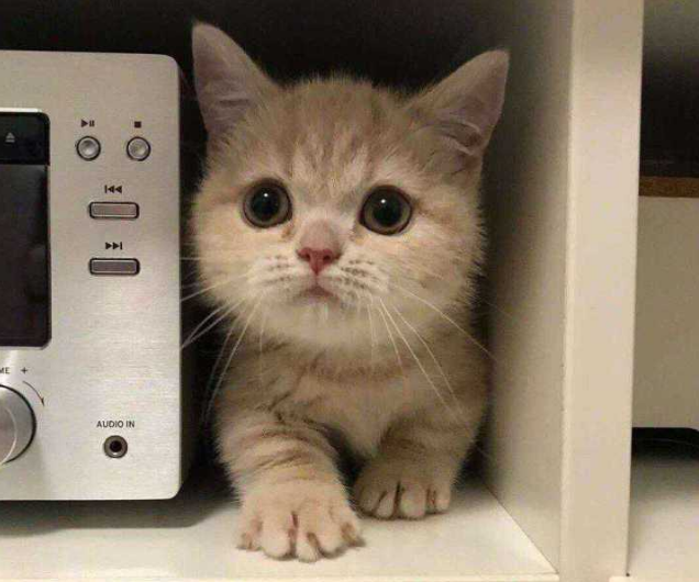 公貓多久停止發(fā)腮 貓發(fā)腮的黃金期