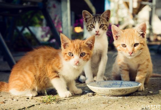 貓咪一直不停的吃不夠 貓咪為什么不停吃東西 貓咪一直不停的吃不夠 貓咪為什么不停吃東西