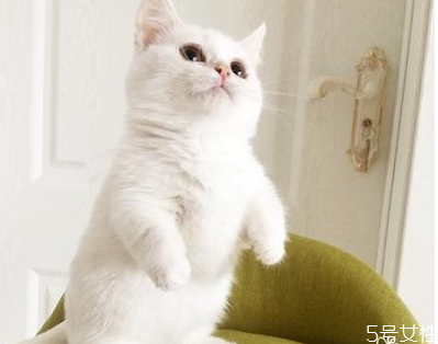 貓咪喂什么東西容易胖 貓吃什么最有營養(yǎng)最會長胖 貓咪喂什么東西容易胖 貓吃什么最有營養(yǎng)最會長胖