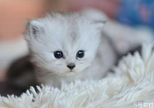 貓咪喂什么東西容易胖 貓吃什么最有營養(yǎng)最會長胖 貓咪喂什么東西容易胖 貓吃什么最有營養(yǎng)最會長胖