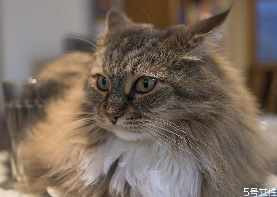 貓咪為什么養(yǎng)不胖 貓咪干吃不胖什么原因 貓咪為什么養(yǎng)不胖 貓咪干吃不胖什么原因