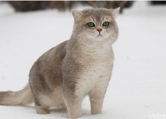 貓咪為什么養(yǎng)不胖 貓咪干吃不胖什么原因 貓咪為什么養(yǎng)不胖 貓咪干吃不胖什么原因