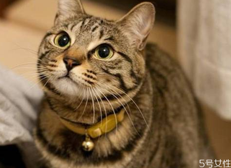 怎么確定母貓有沒有懷孕 母貓懷孕的癥狀 怎么確定母貓有沒有懷孕 母貓懷孕的癥狀