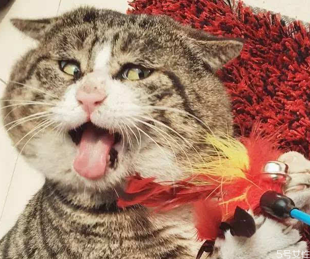 貓咪懷孕初期睡姿 母貓懷孕睡覺的姿勢(shì) 貓咪懷孕初期睡姿 母貓懷孕睡覺的姿勢(shì)