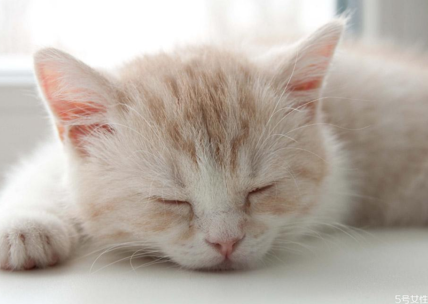 貓咪懷孕初期睡姿 母貓懷孕睡覺的姿勢(shì) 貓咪懷孕初期睡姿 母貓懷孕睡覺的姿勢(shì)