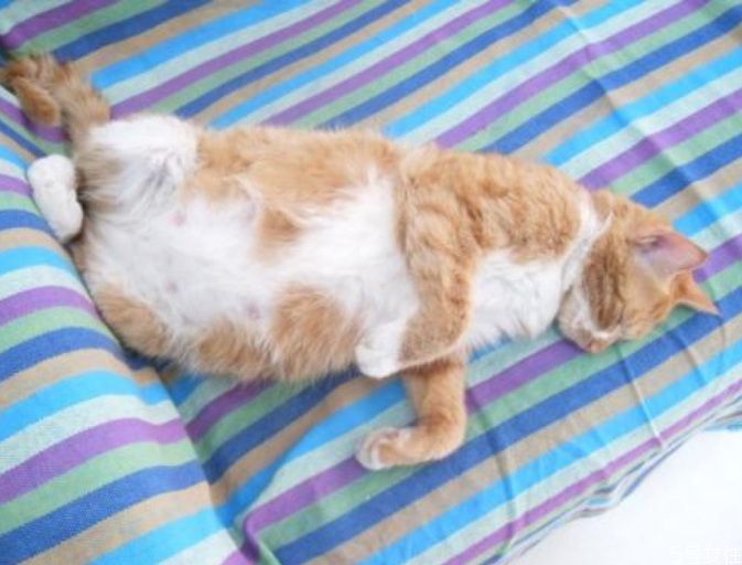 母貓懷孕多久可以看出來 貓咪懷孕一到九周的變化 母貓懷孕多久可以看出來 貓咪懷孕一到九周的變化