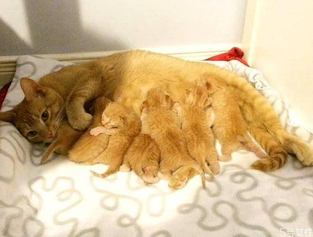 貓吃什么能打胎 母貓意外懷孕能打掉嗎 貓吃什么能打胎 母貓意外懷孕能打掉嗎