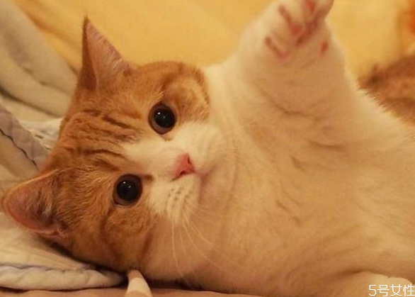 貓咪流產自己會好嗎 貓流產了怎么處理