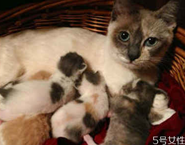 貓咪流產自己會好嗎 貓流產了怎么處理