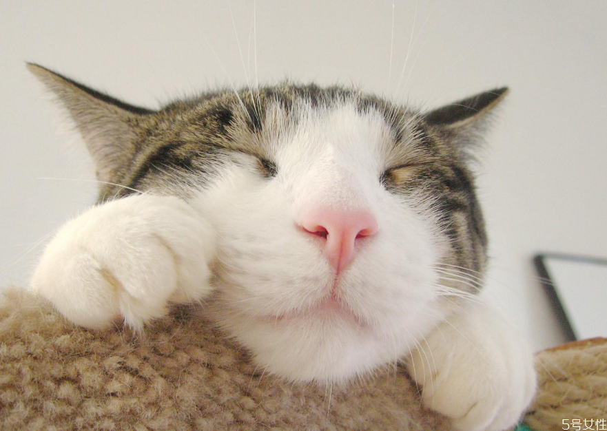 貓咪假孕什么癥狀 貓咪假孕和真孕區(qū)別 貓咪假孕什么癥狀 貓咪假孕和真孕區(qū)別