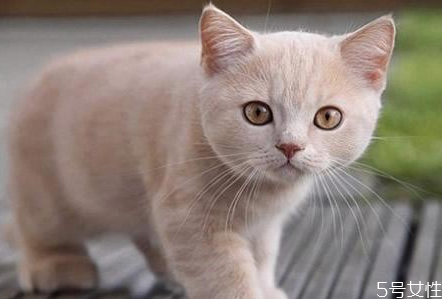 貓咪假孕什么癥狀 貓咪假孕和真孕區(qū)別 貓咪假孕什么癥狀 貓咪假孕和真孕區(qū)別