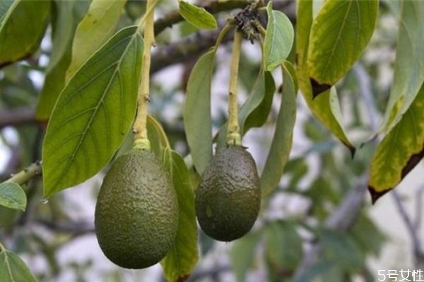 牛油果可以直接敷臉嗎 牛油果敷臉會美白嗎