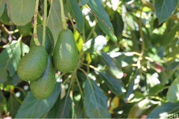 哪些人不適合吃牛油果 吃牛油果的最佳時(shí)間 哪些人不適合吃牛油果 吃牛油果的最佳時(shí)間
