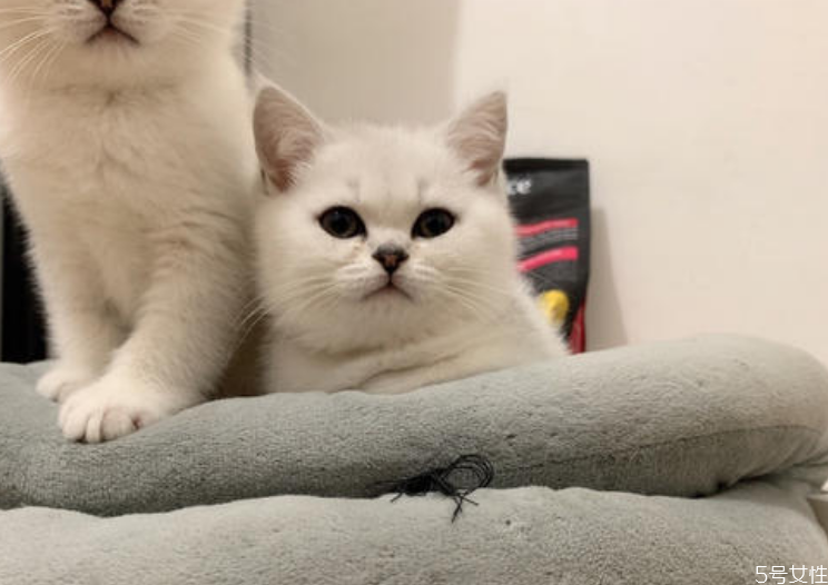 去寵物醫(yī)院看貓?zhí)\貴嗎 治貓?zhí)\要多少錢 去寵物醫(yī)院看貓?zhí)\貴嗎 治貓?zhí)\要多少錢