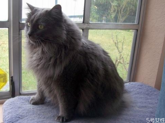 去寵物醫(yī)院看貓?zhí)\貴嗎 治貓?zhí)\要多少錢 去寵物醫(yī)院看貓?zhí)\貴嗎 治貓?zhí)\要多少錢