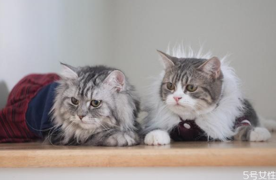 貓?zhí)\是怎么造成的 貓?jiān)谑裁辞闆r容易得貓?zhí)\ 貓?zhí)\是怎么造成的 貓?jiān)谑裁辞闆r容易得貓?zhí)\