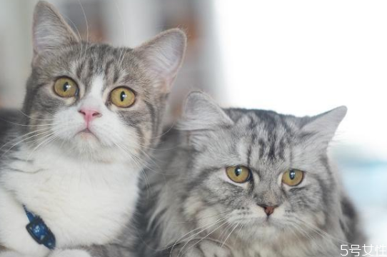 貓?zhí)\是怎么造成的 貓?jiān)谑裁辞闆r容易得貓?zhí)\ 貓?zhí)\是怎么造成的 貓?jiān)谑裁辞闆r容易得貓?zhí)\