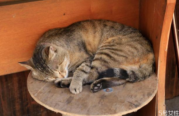 貓?zhí)\好治嗎 幼貓貓?zhí)\怎么治好得快 貓?zhí)\好治嗎 幼貓貓?zhí)\怎么治好得快